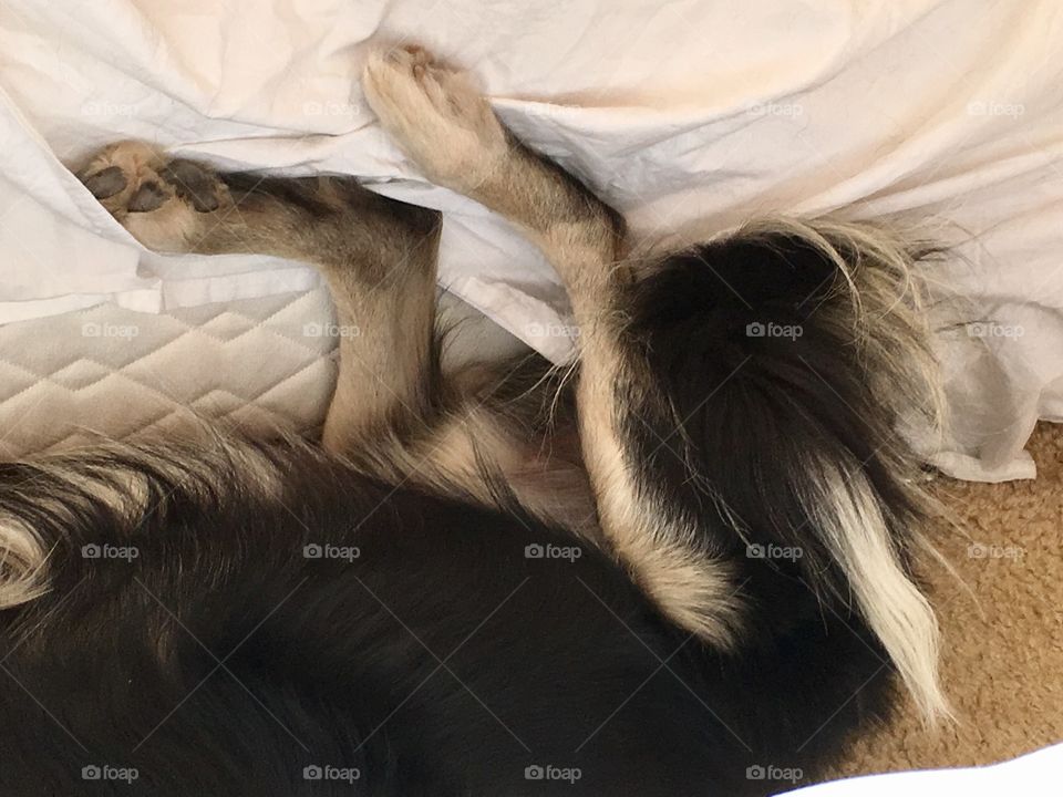 He hind end of my lazy border collie, legs straight up
Against the side of the bed