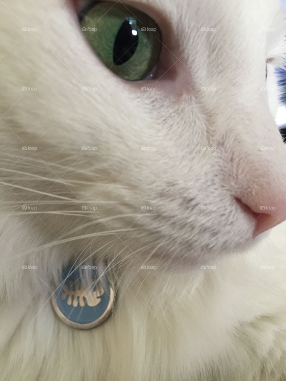 Kitty close up
