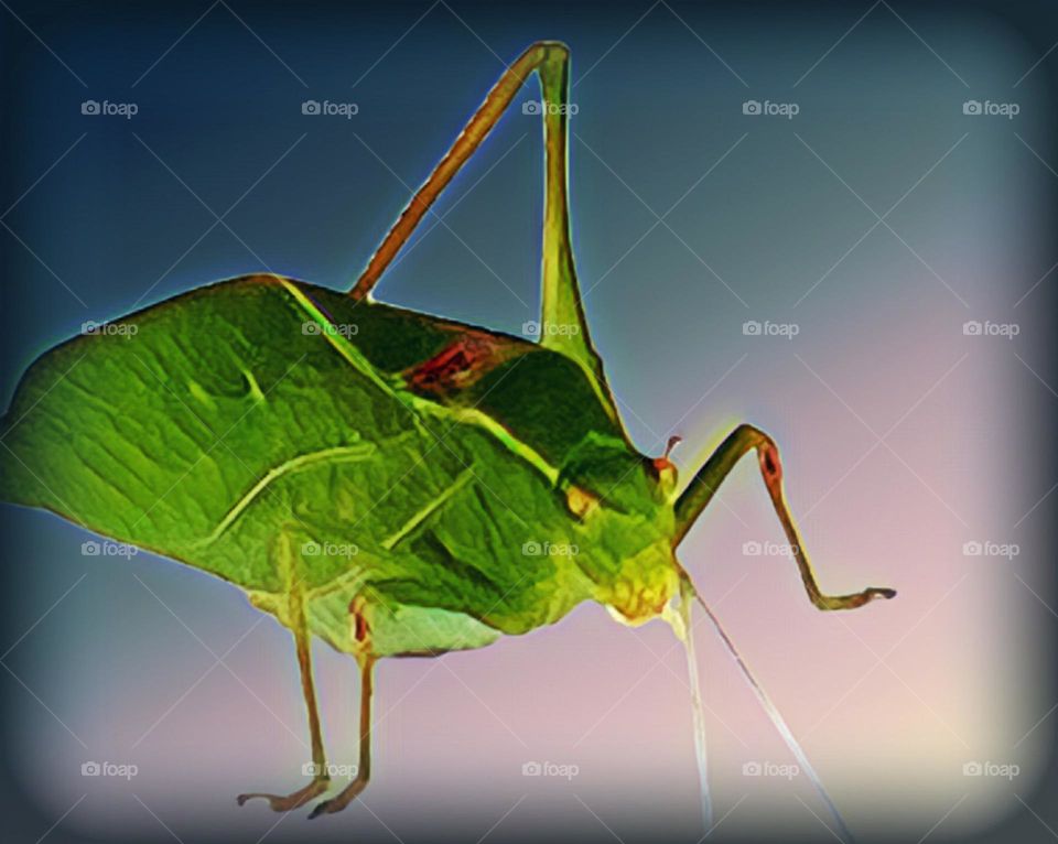 Praying Mantis With Ladybug 