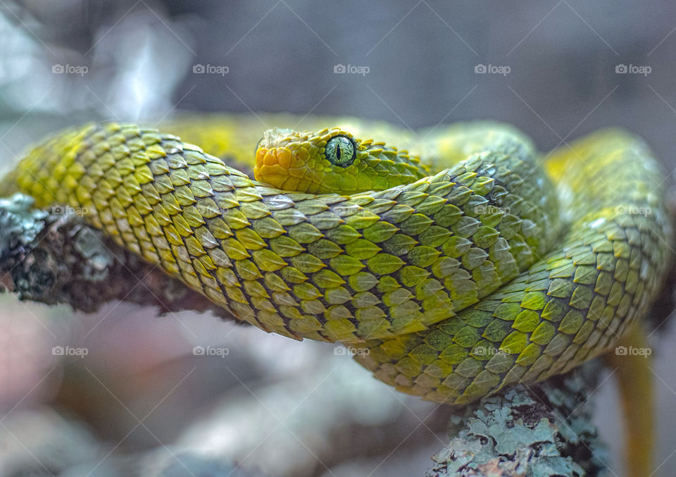 green yellow macro closeup by aliasant