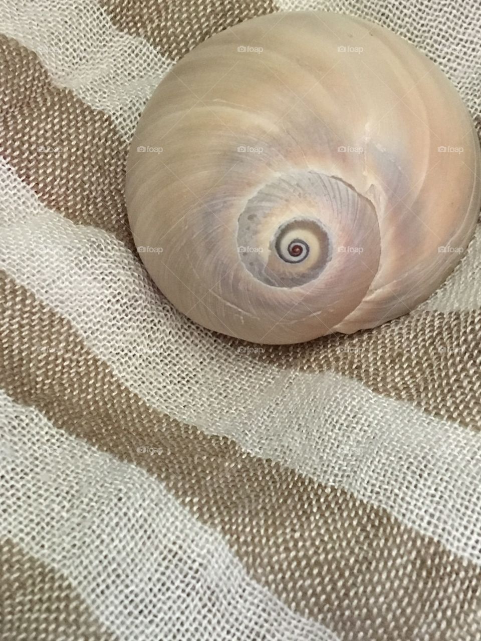 Shell on linen