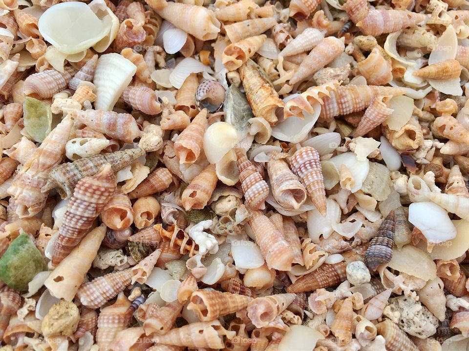 Variety of seashells on beach