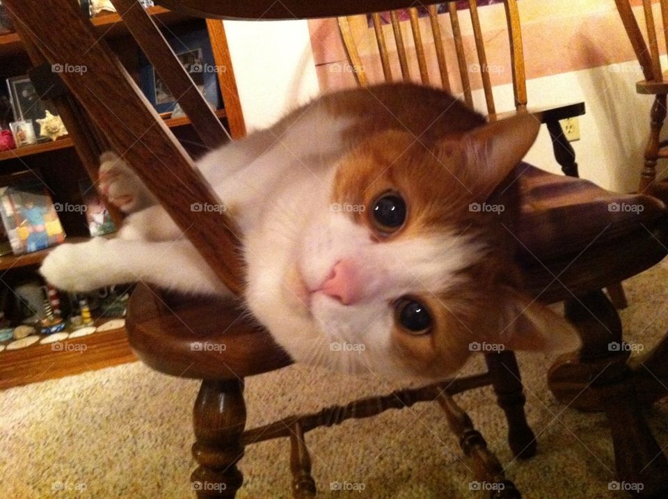 Gus Begging. My cat Gus begging for food like a pro. 