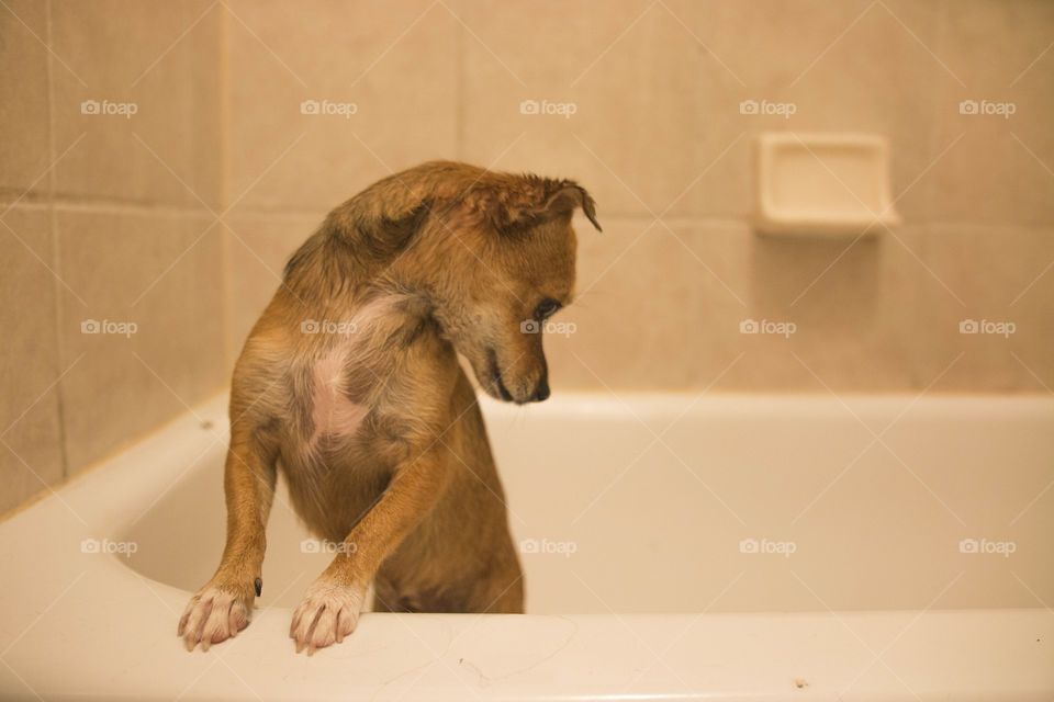 Puppy taking a bath