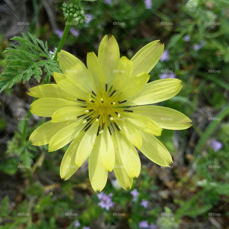 yellow flower, Baytown, TX