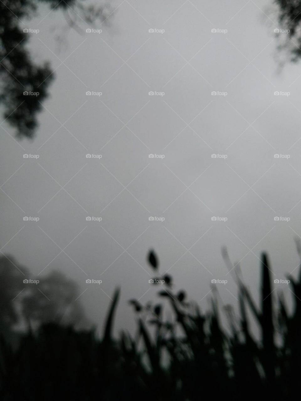 blur background of foggy nature