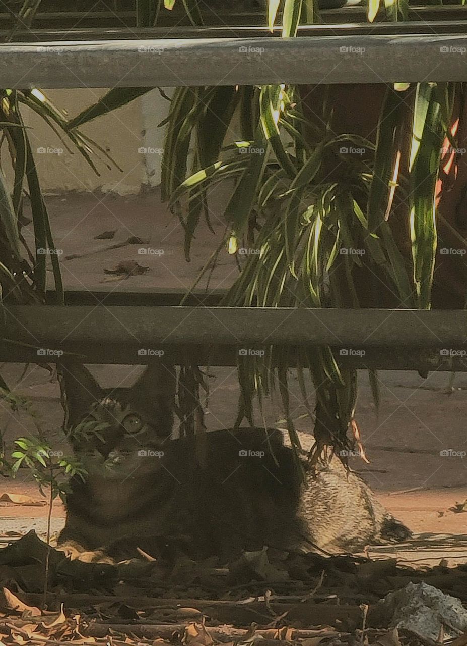 Cat basking in the sun under a tree