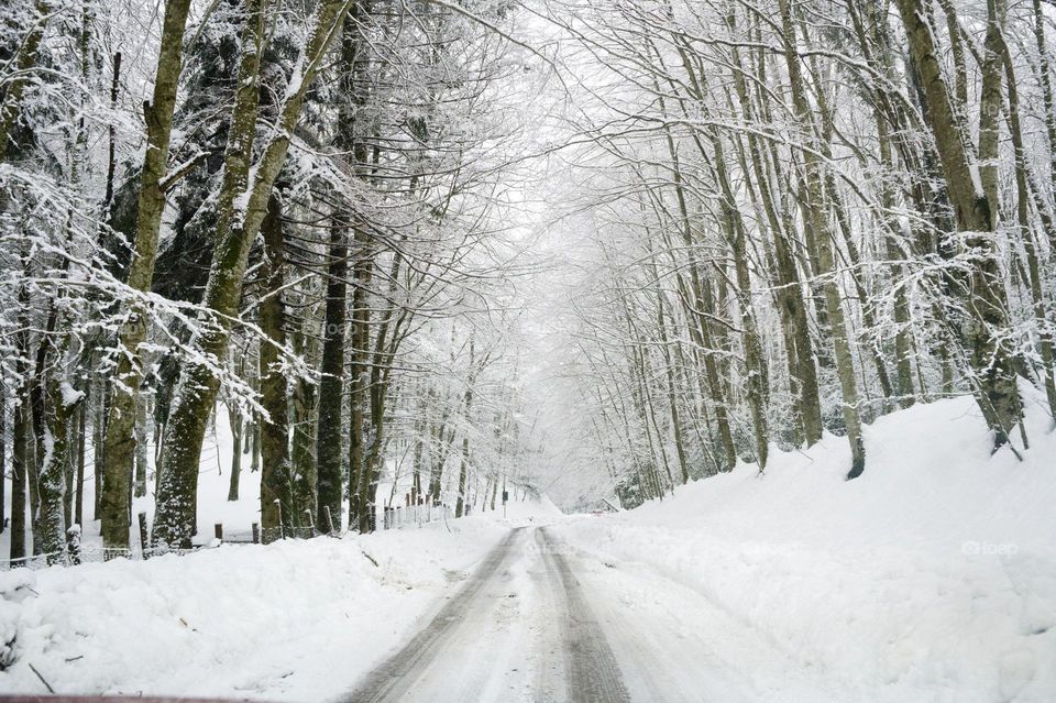 whitewashed trees of Mount Taburno