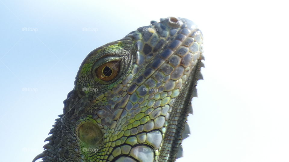 iguana face close up