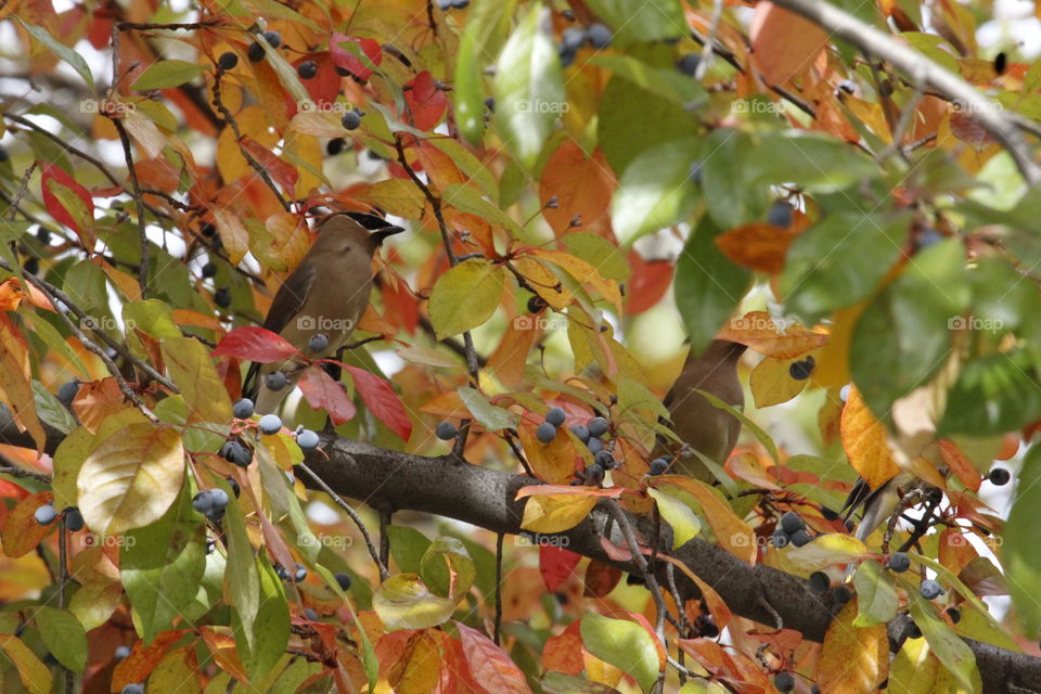 fall leaves and a bird