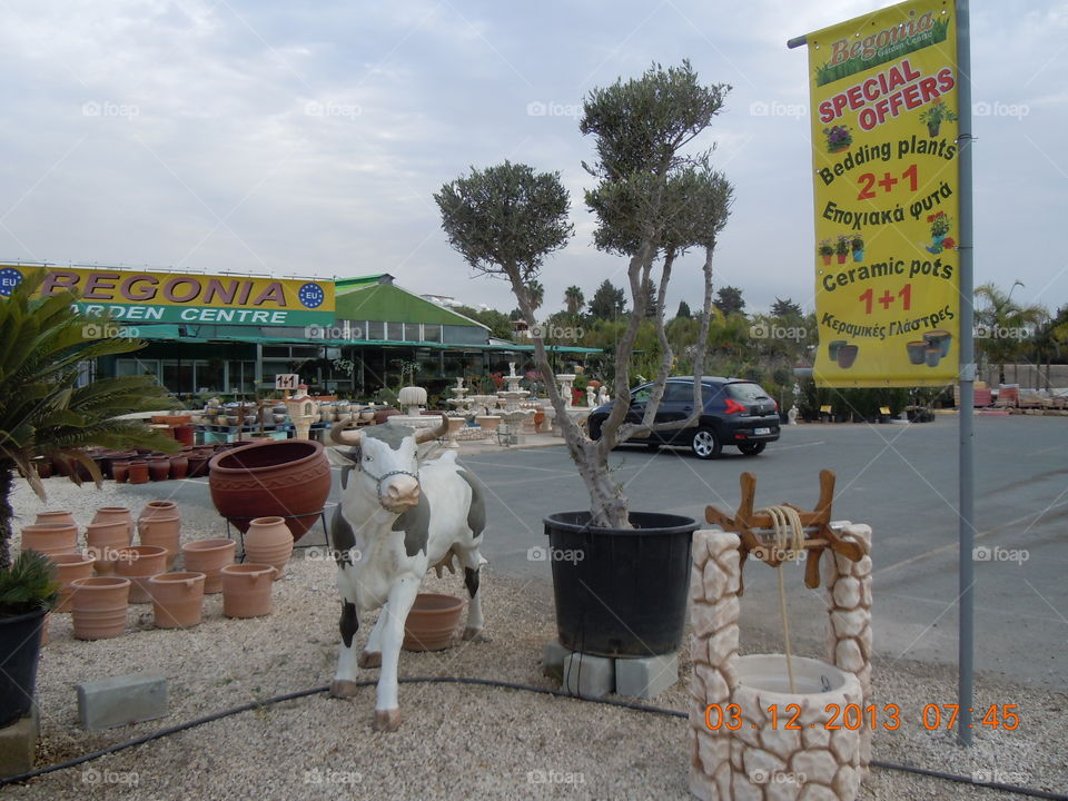 silly cow. garden centre
 paphos cyprus