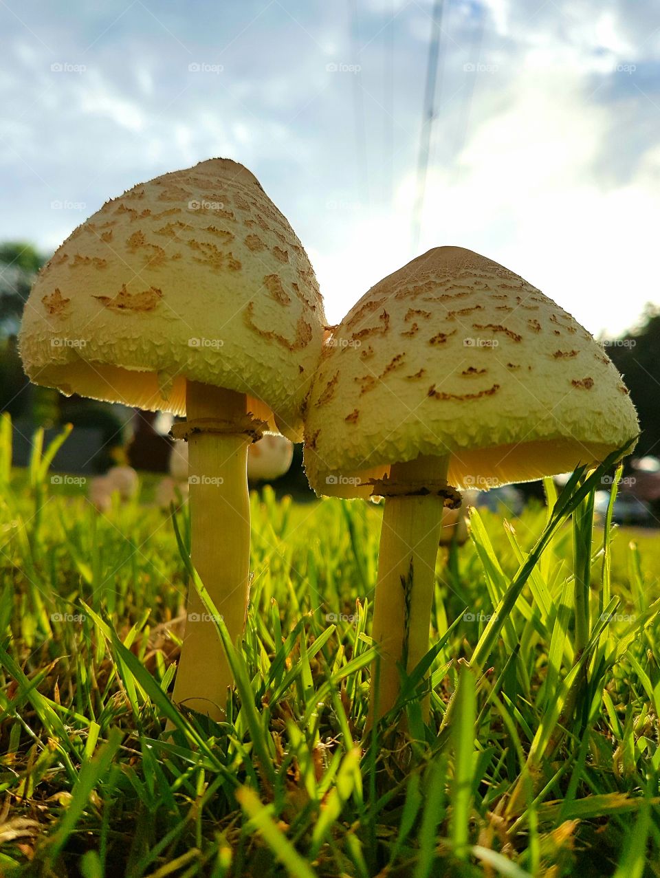 toadstools, the perfect fairies home