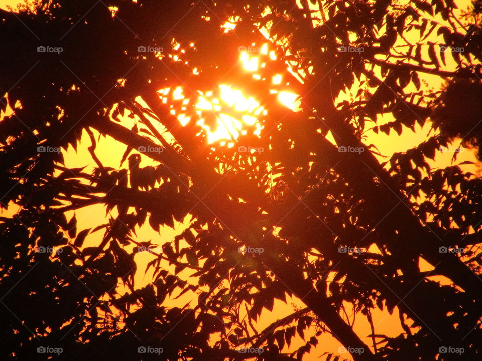 sunrays through the trees