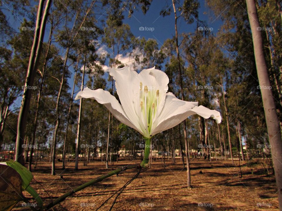 the park has Large trees and beautiful white flowers that are scattered through the park
