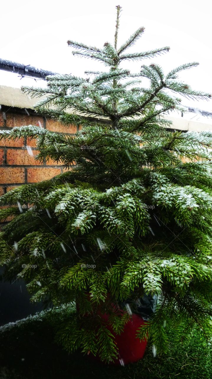 Christmas tree with snow