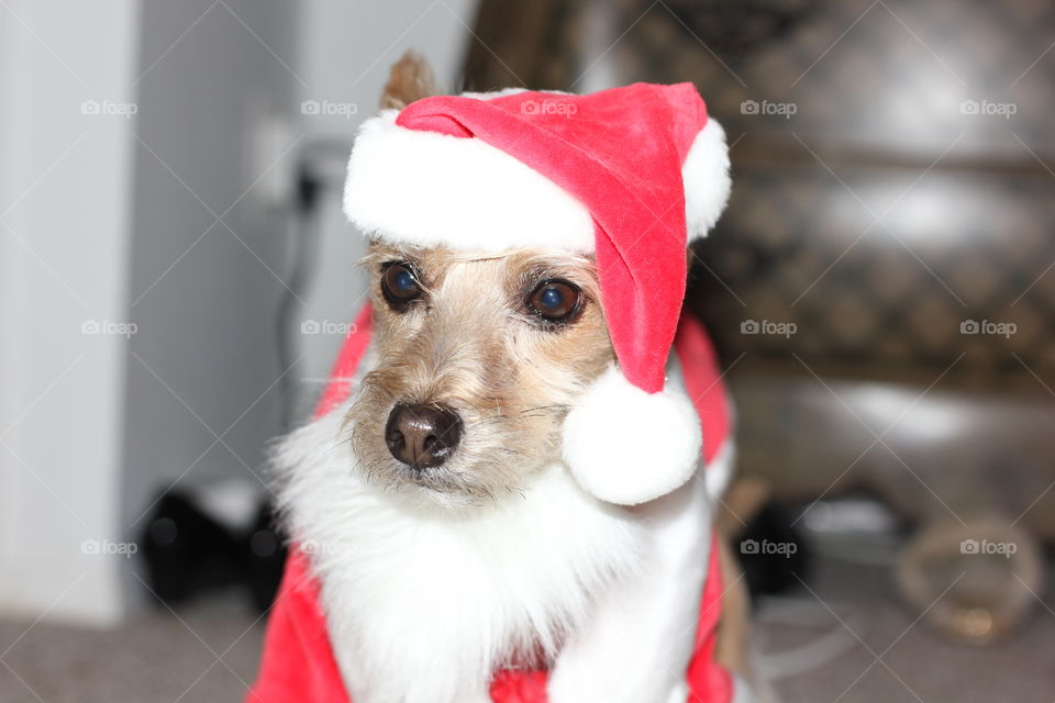 Santa puppy 