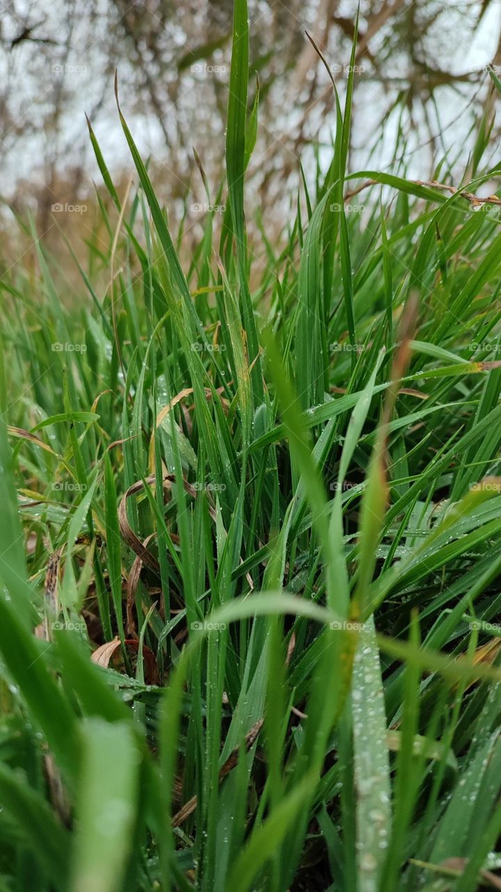 Fresh green grass covered with morning dew