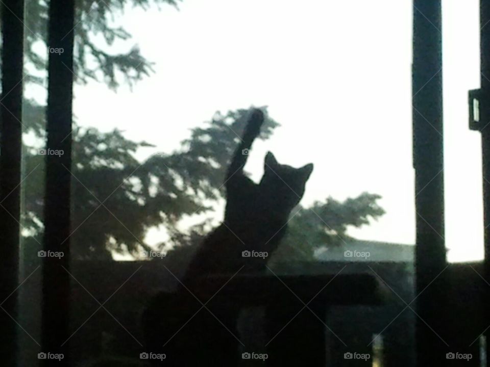 Now this is a true definition of a cat burglar, how Miss Black cat cannot get in; foiled by a screen door!