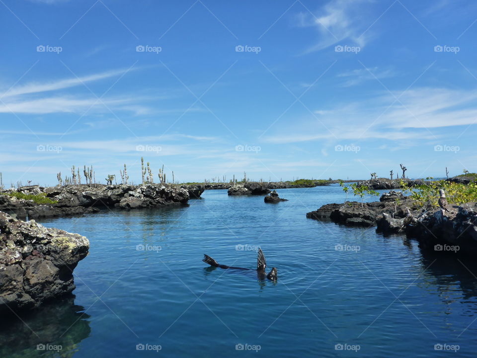 Galapagos sea lion, Isabela Island