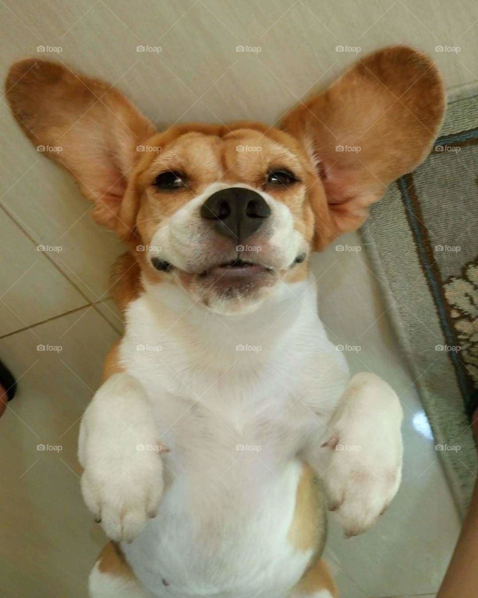 Beagle cuteness overload