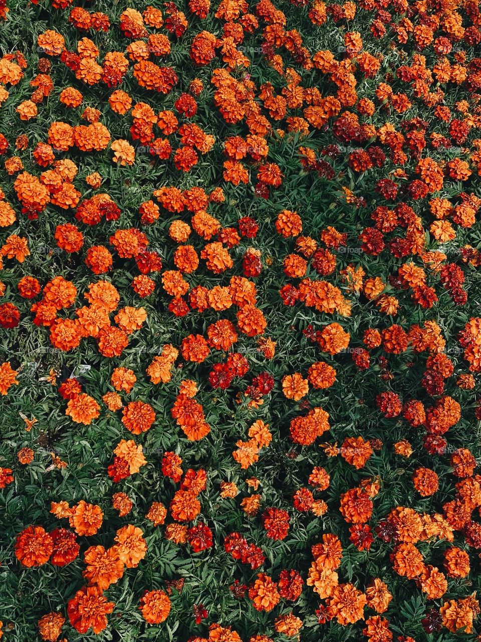 Orange marigolds
