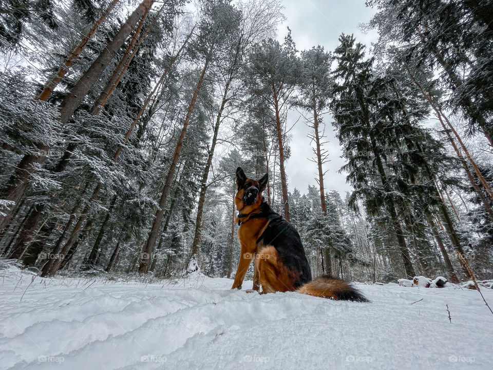 German shepherd dog in winter forest