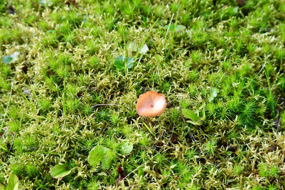 Wild mushroom growing through moss 