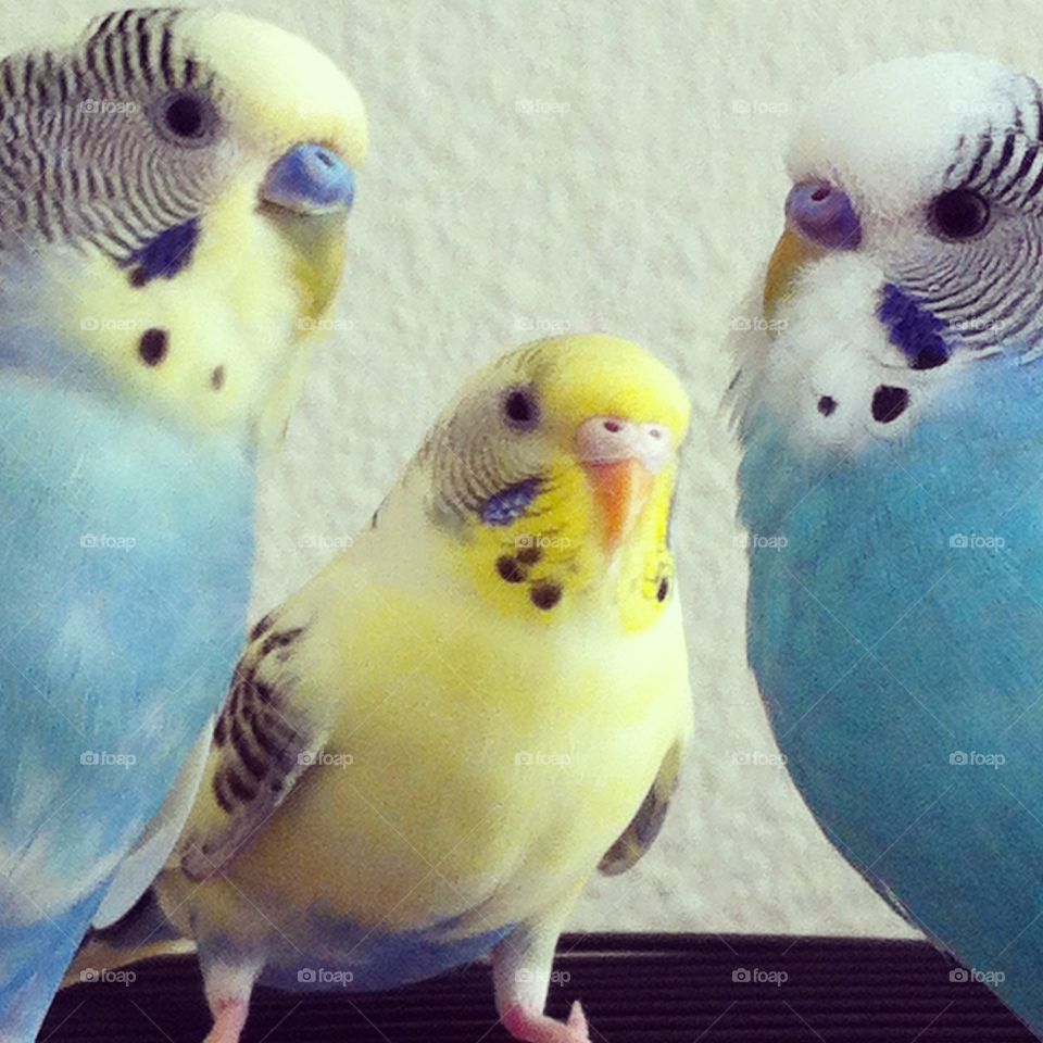 New Keets on the Block. My three parakeets; can be used as stock. 