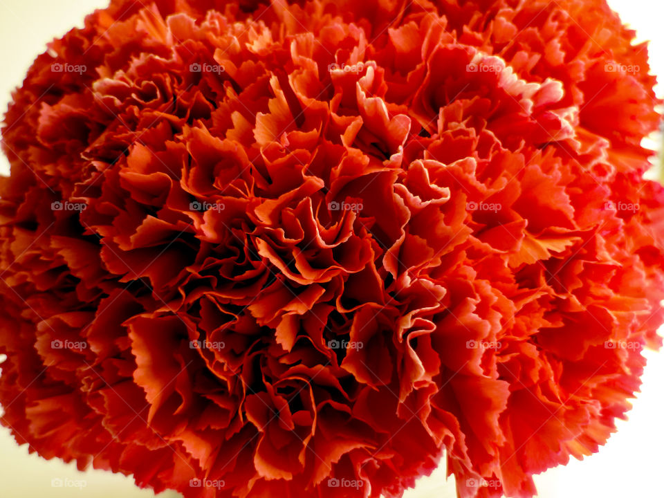 Close up of pink carnation