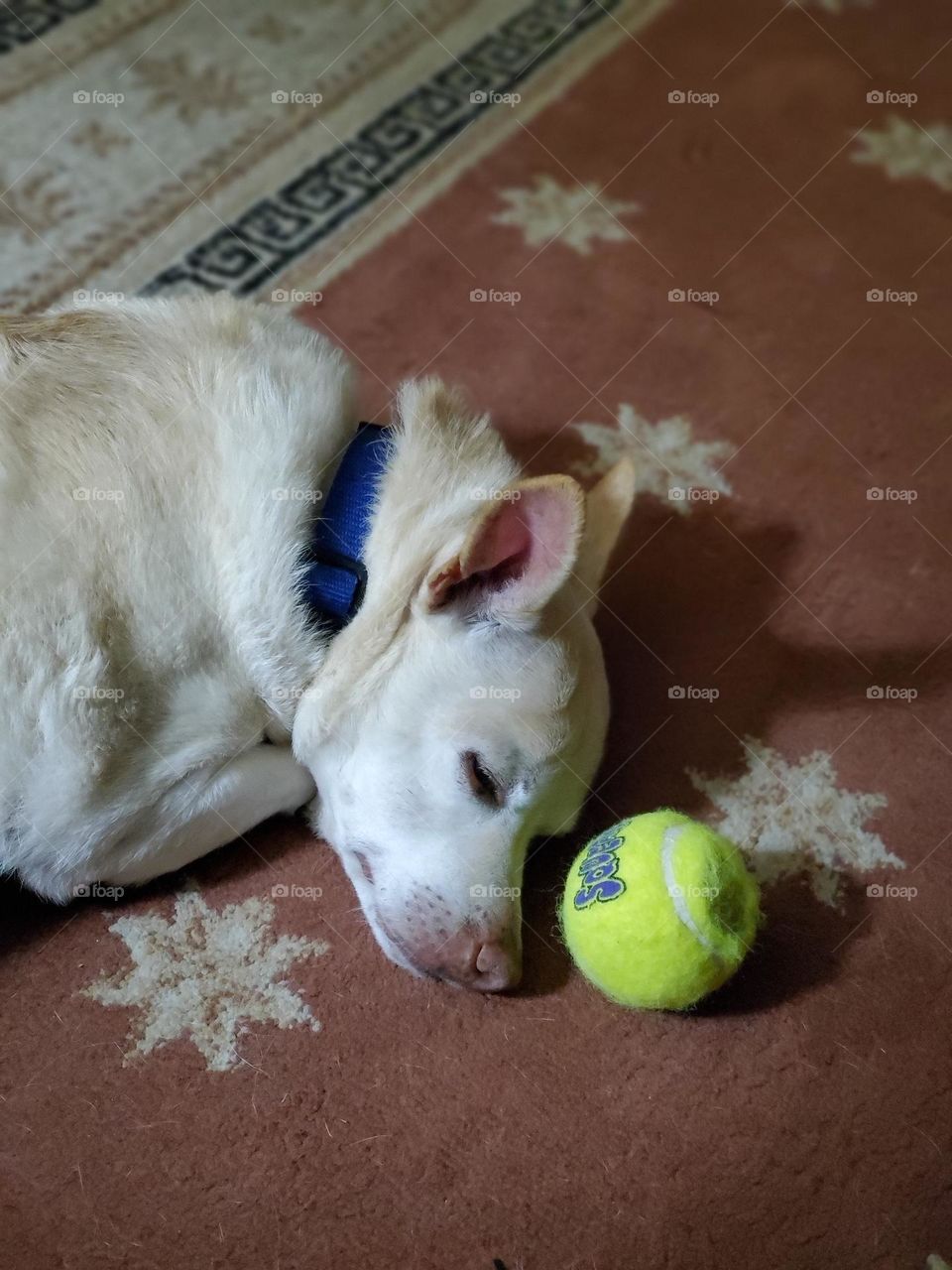 dog with favorite toy