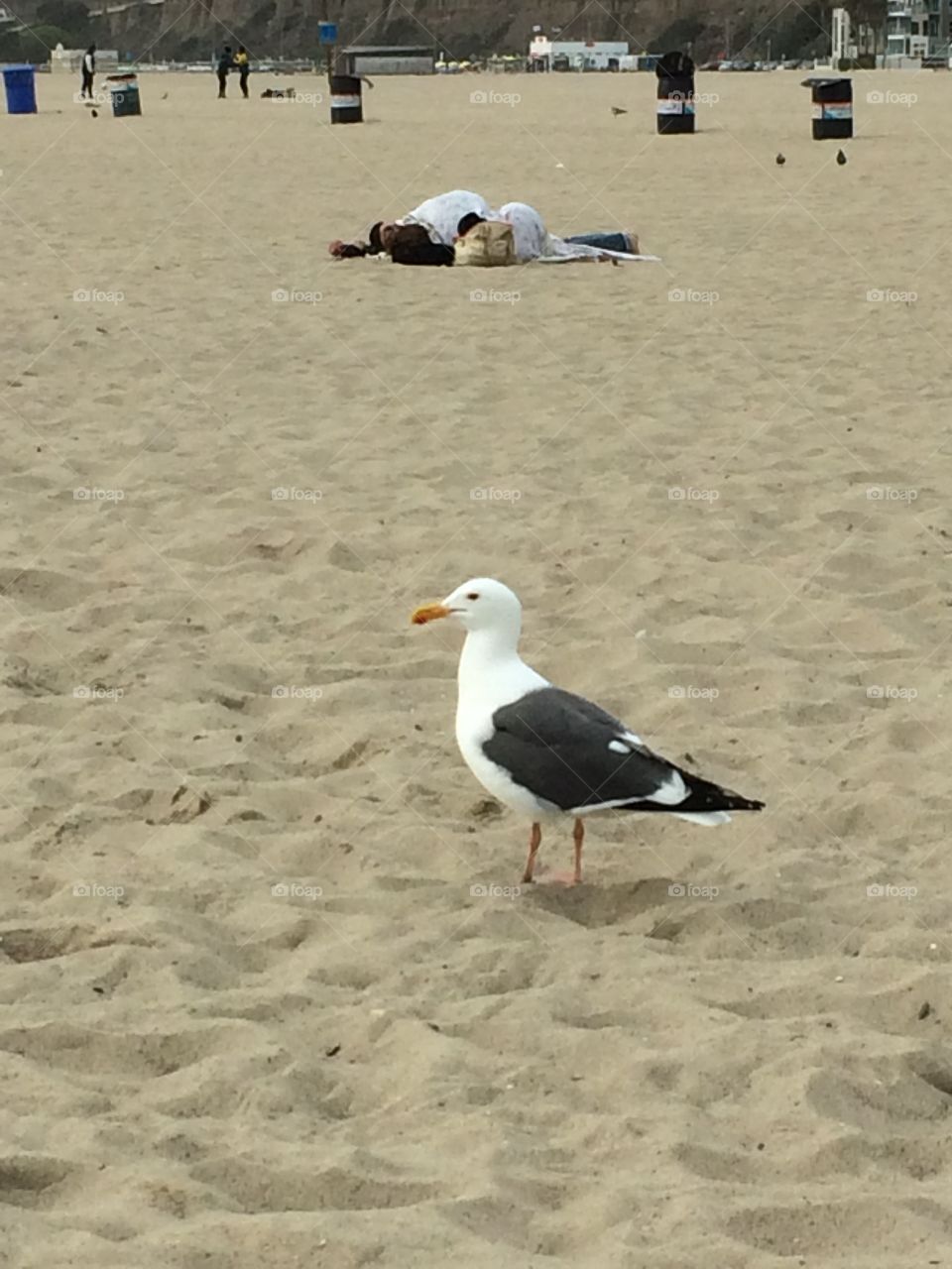 Beach bird. Bird on the Santa Monica beach