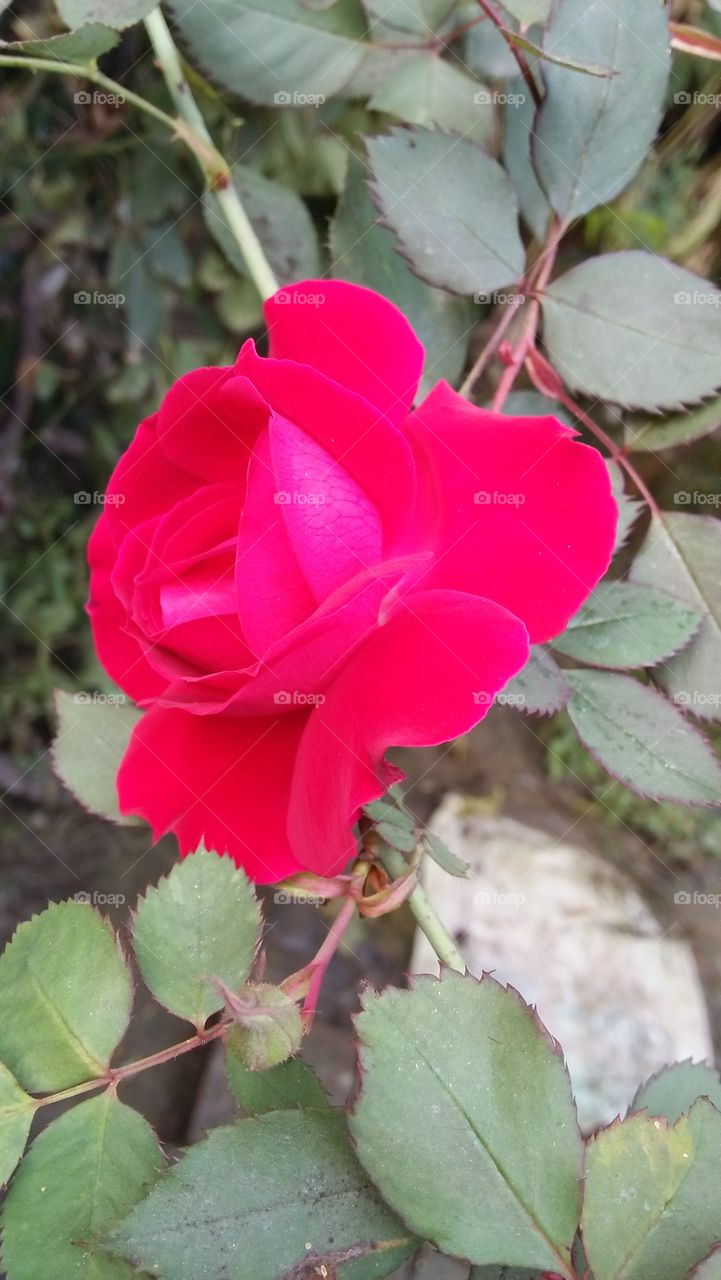 beautiful Red Rose