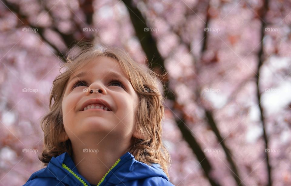 Looking Up. Our son was on my husband's shoulders just gazing at the blossoms.