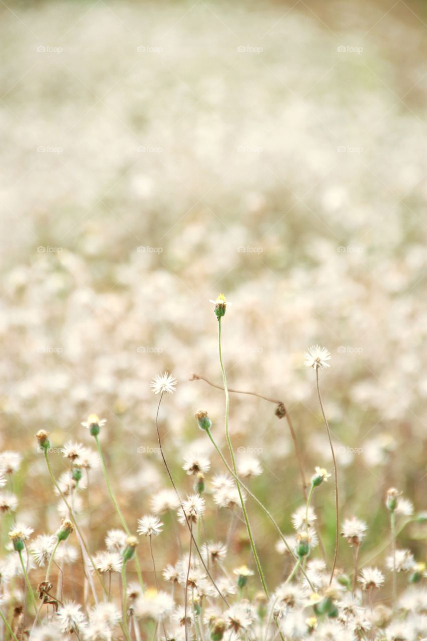 Grass flowering fields showing beautiful in spring. Flowers and plants.