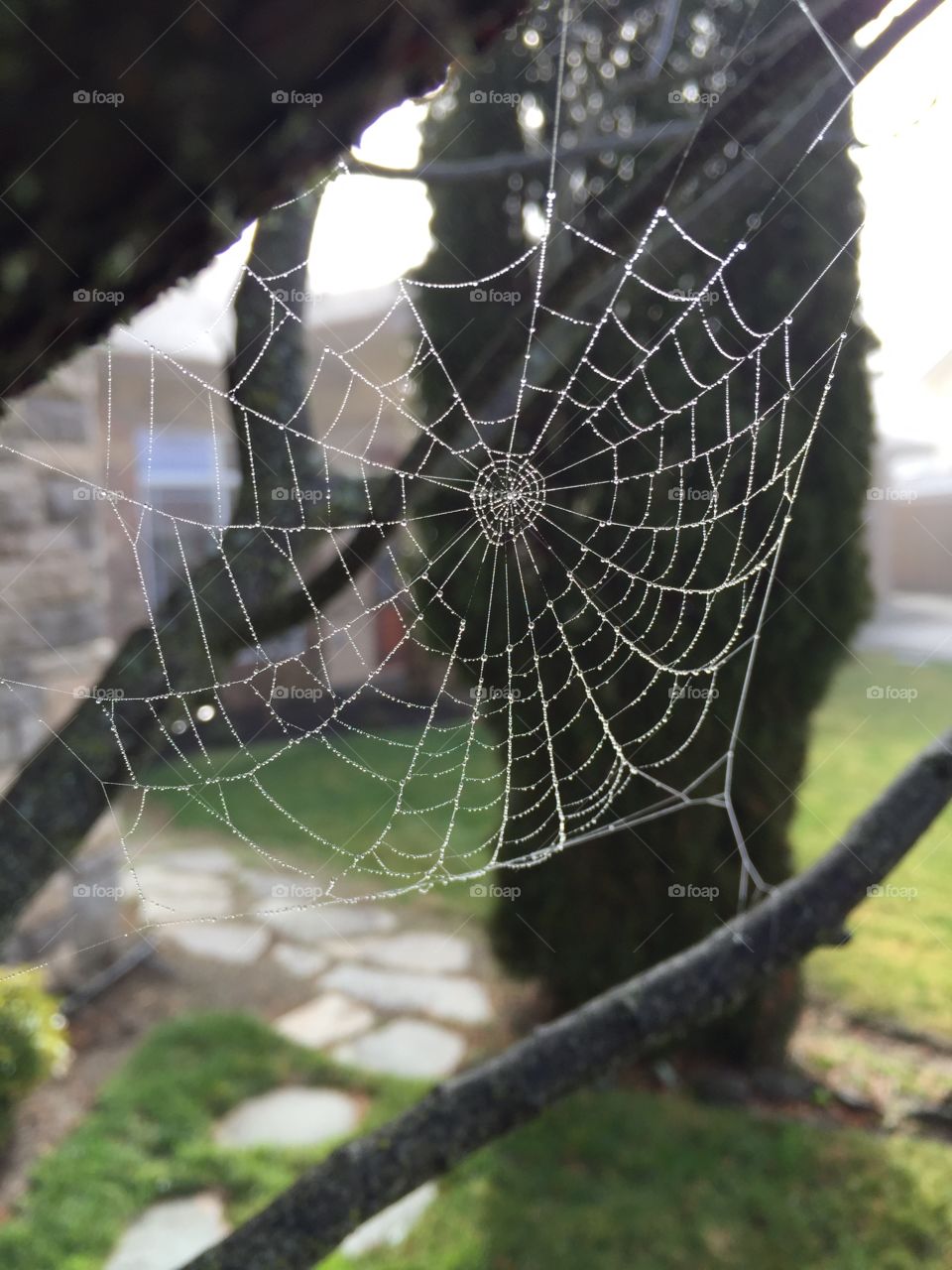 Winter spider web. 