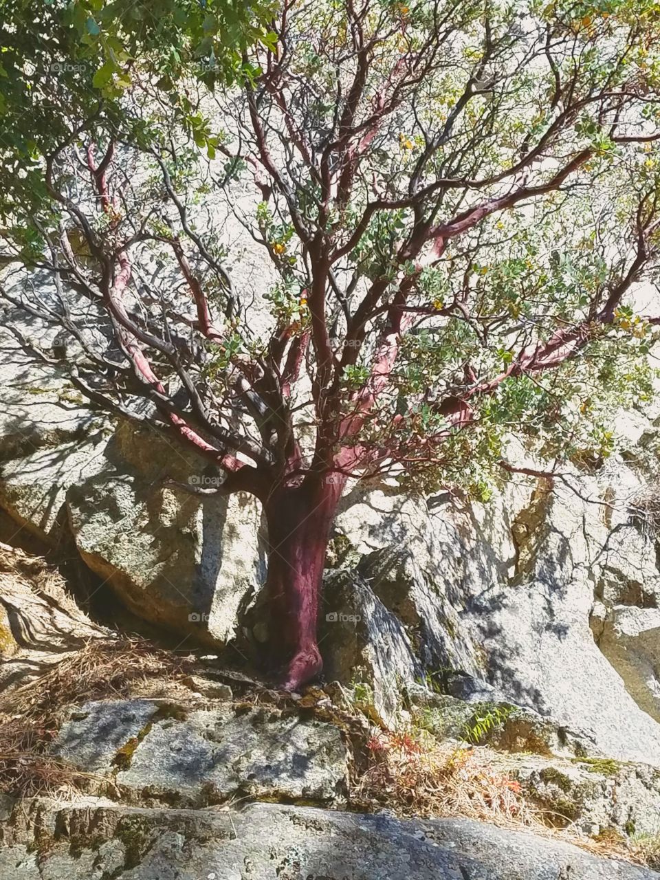 magenta trees
