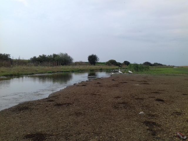 Swans