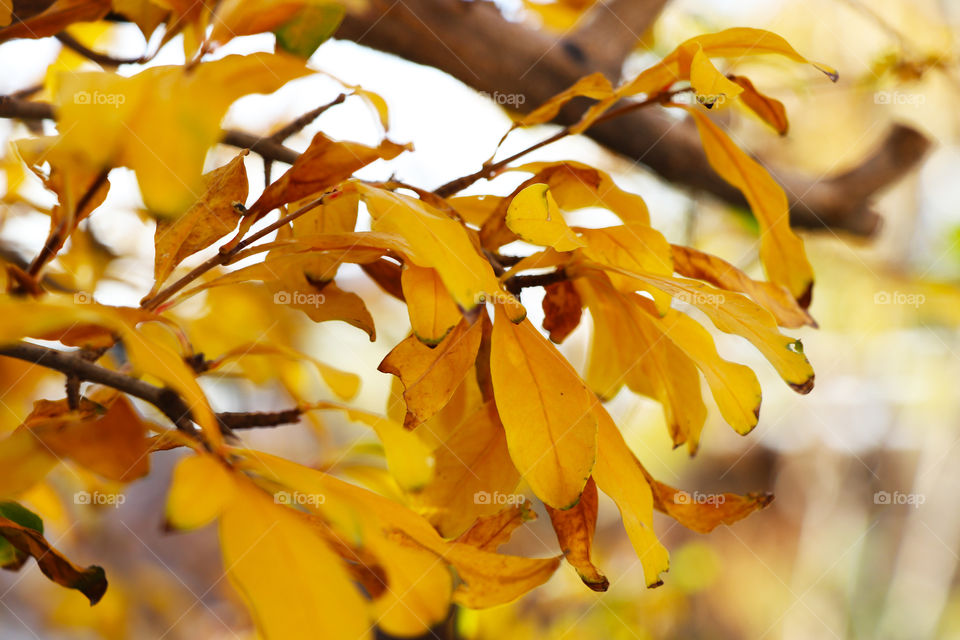 Yellow fall leaves on a branch