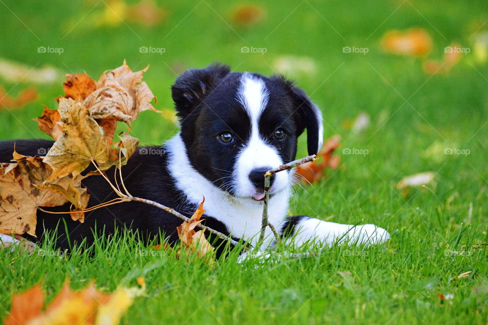 Grass, Dog, Nature, Animal, Cute