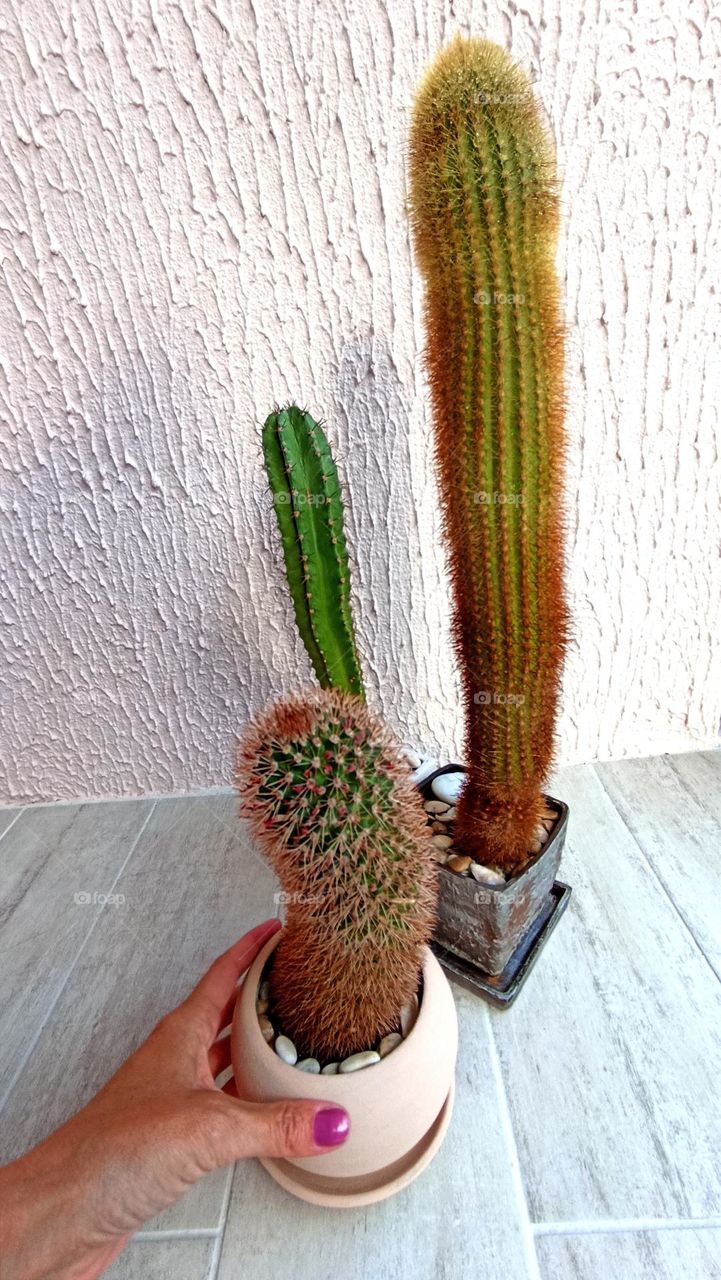 cactus flowers house plants in pots on a wall background