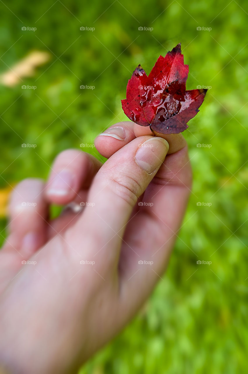nature outdoors red leaf by bushler14