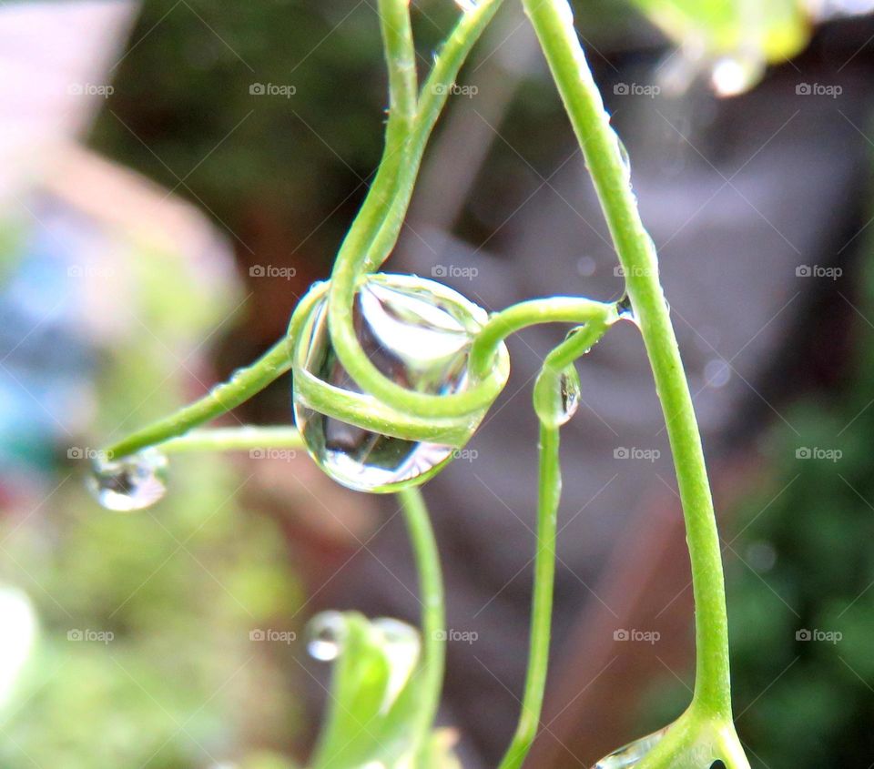 raindrop captured