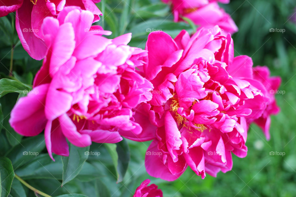 Peony, peonies, roses, pink, red, white, flowers, bouquet, summer, sun, nature. Landscape, still-life, village, flowerbed, plant, vegetation, grass, decor, fluffy, fluffy flowers, bulk flowers, plush flowers, petals, buds, leaves