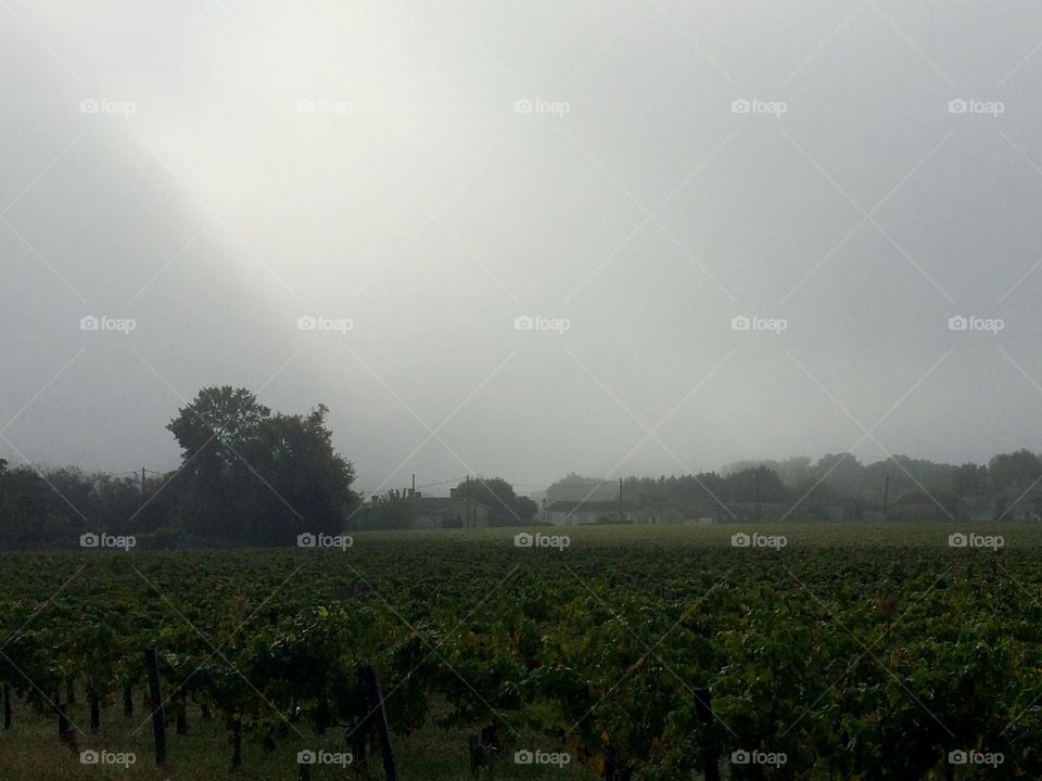 Foggy day in the vineyards