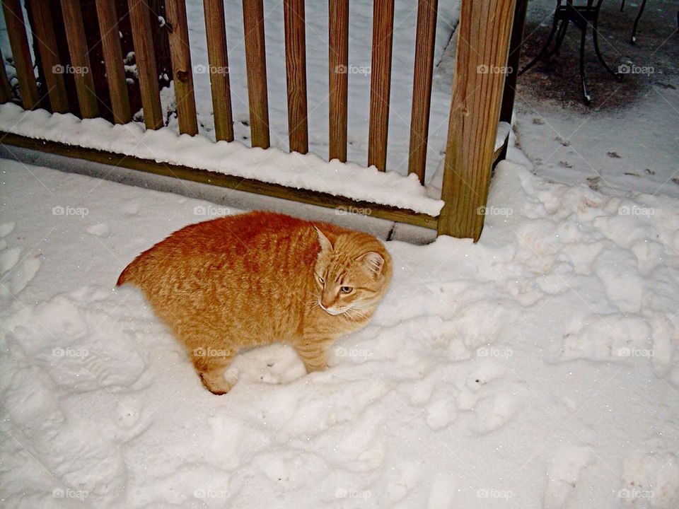 Cat in the snow