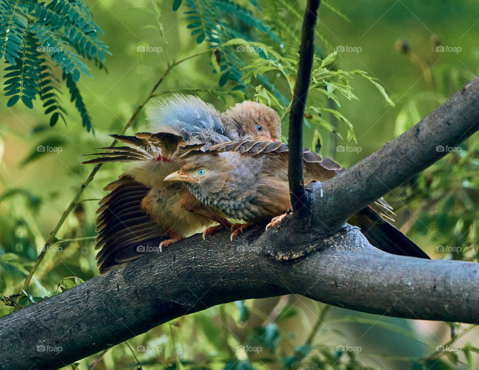 Bird photography  - babbler  - perching behavior