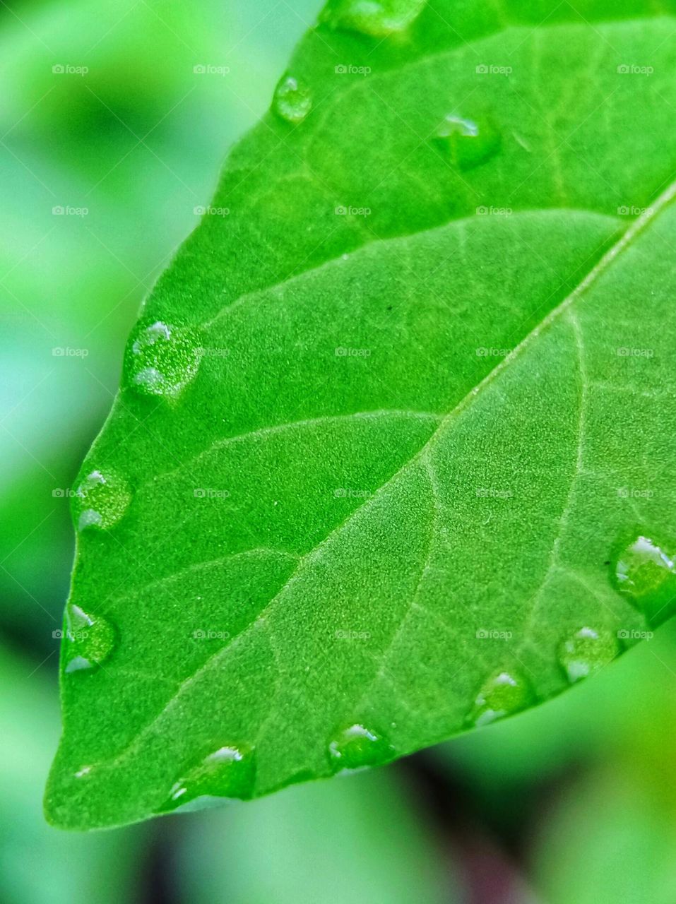 fresh green leaves