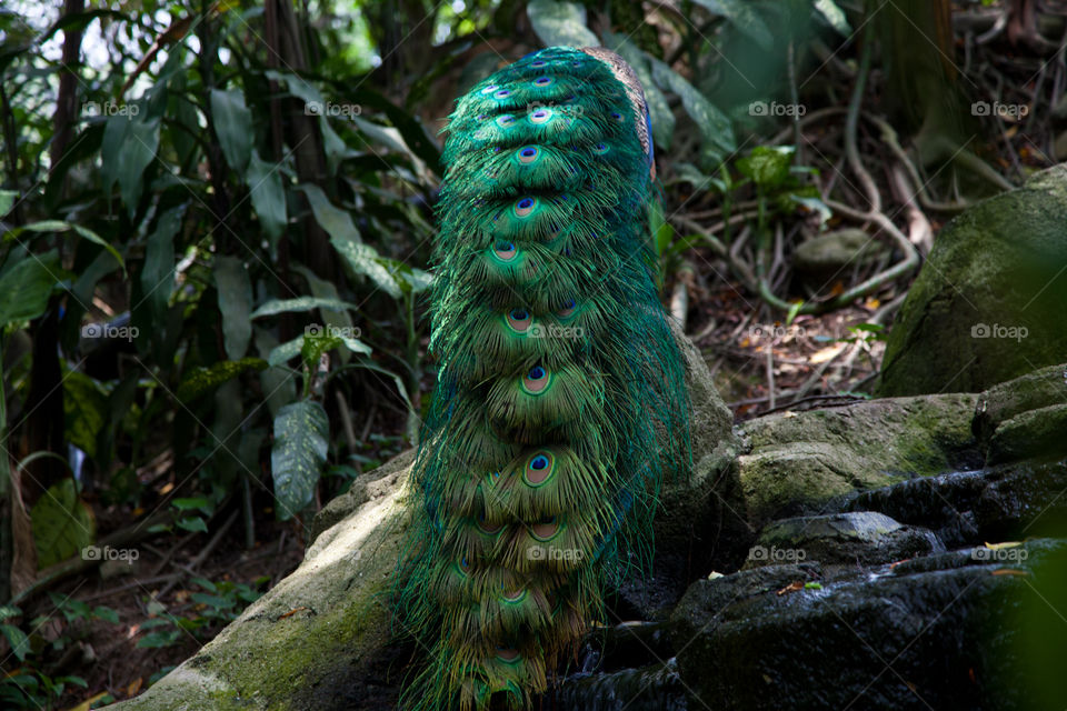 Peacock