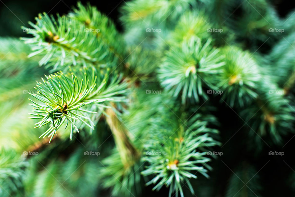 pine needles