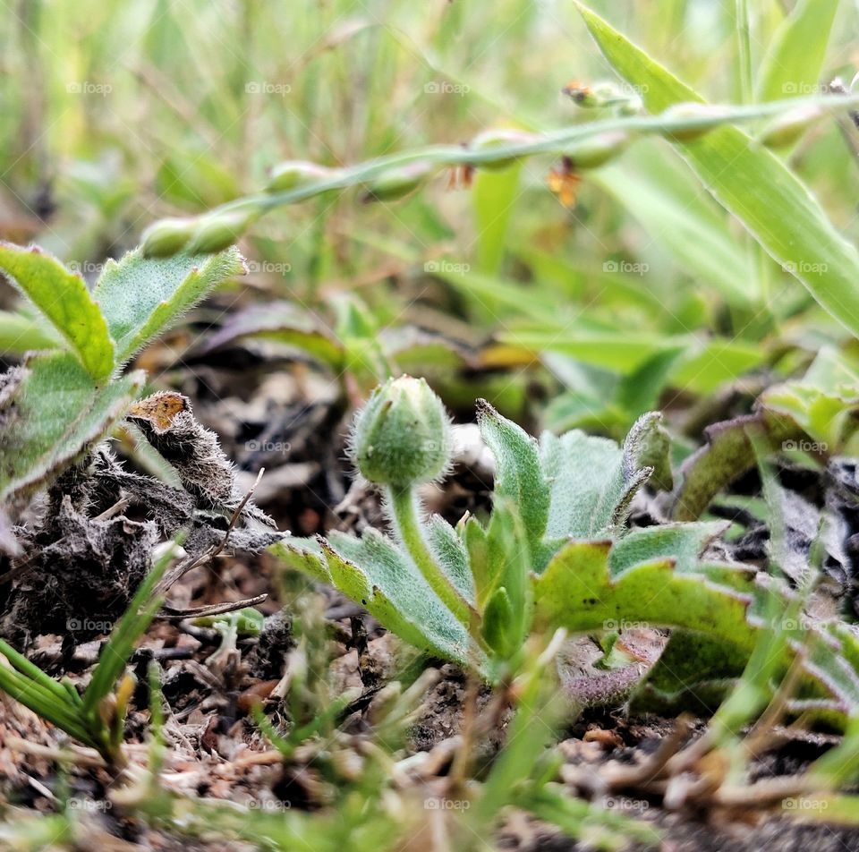 Green plants are always represents freshness and prosperity which motivate us to live happily